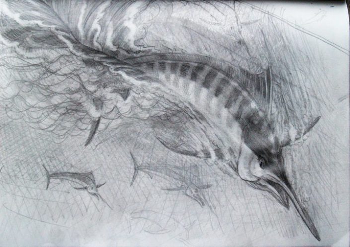 Marlin sketch, skecthbook