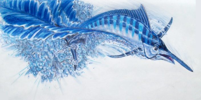 Marlin color sketch on white paper
