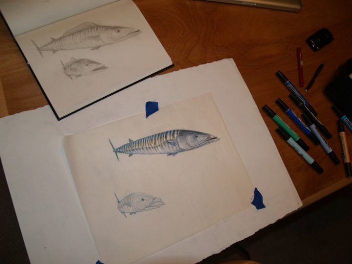 Wahoo sketch in progress